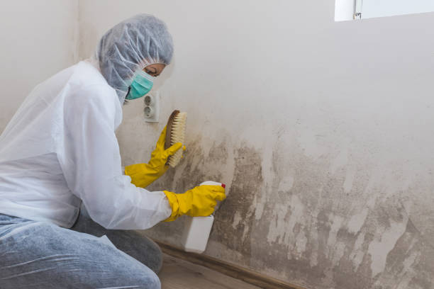 Best Industrial Mold Remediation  in Junction City, OR