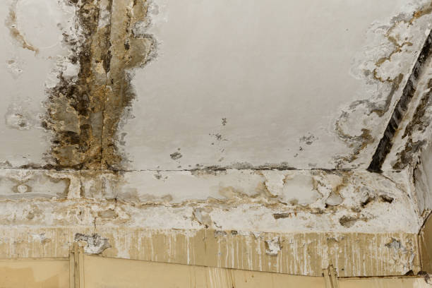 Best Black Mold Removal  in Junction City, OR