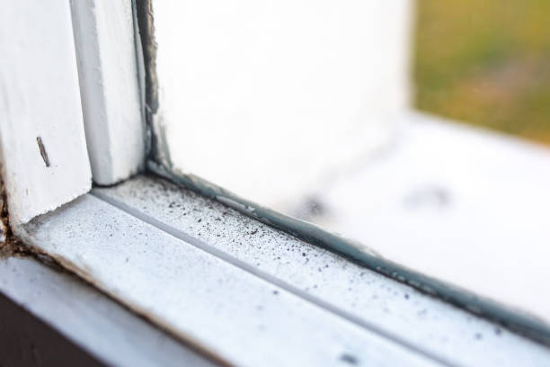 Best Mold Damage Restoration  in Junction City, OR