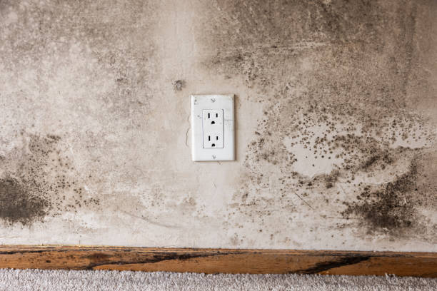 Best Residential Mold Inspection & Testing  in Junction City, OR
