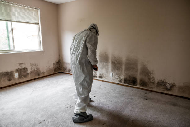 Best Post-Construction Mold Inspection  in Junction City, OR